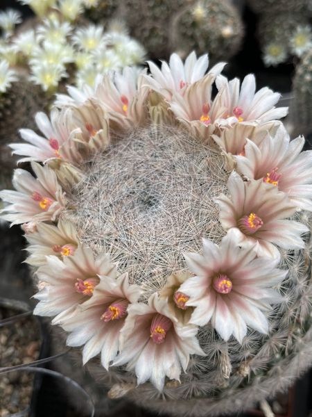 Mammillaria candida